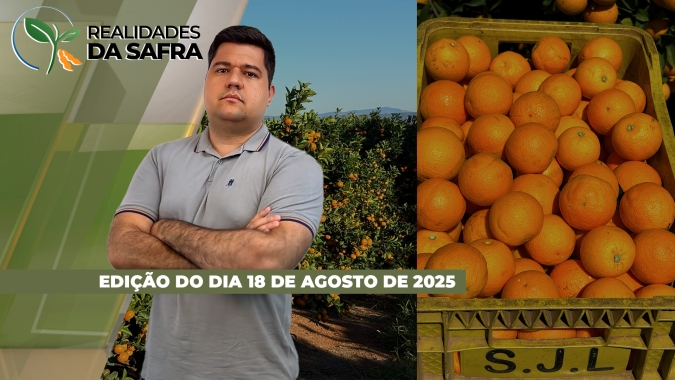Boa Esperança do Sul/SP colhe boa safra de sorgo e Guarapuava/PR espera trigo com potencial positivo