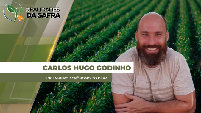 Paraná já colheu 12% do trigo e espera 2,6 milhões de toneladas