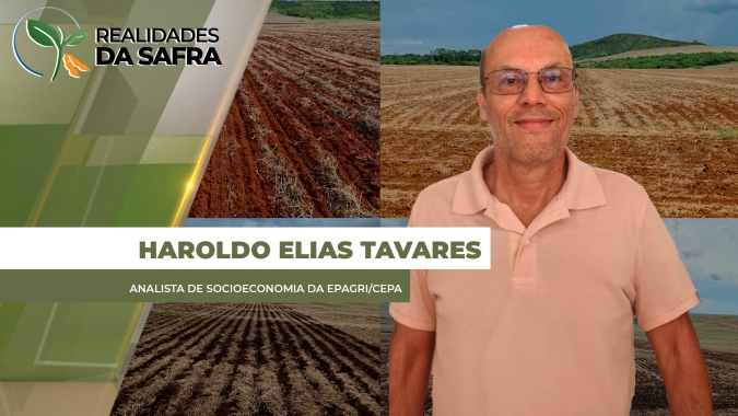 Após anos de redução de área, Santa Catarina espera aumentar 5% na área de milho