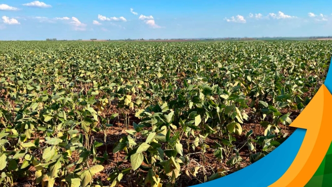 São Borja/RS já perdeu 80% da soja e Sindicato Rural vê irrigação como a solução no futuro