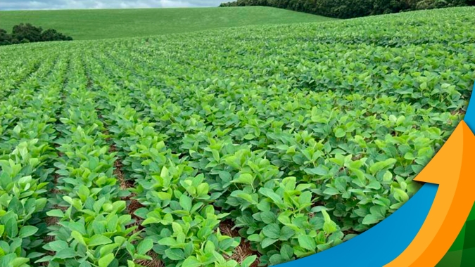 Excesso de chuvas dificultou o plantio deve tirar produtividade da soja em Dom Pedrito/RS