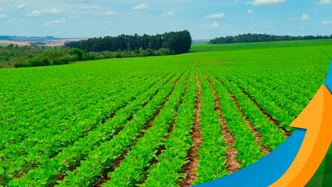 Paraguai encerra plantio da soja com vendas atrasadas em 10 pontos percentuais