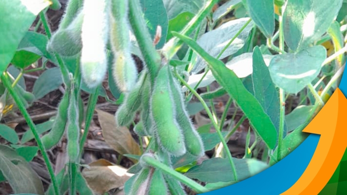 Metade das lavouras de soja em Laguna Carapã/MS já perdeu 15 sc/ha de produtividade