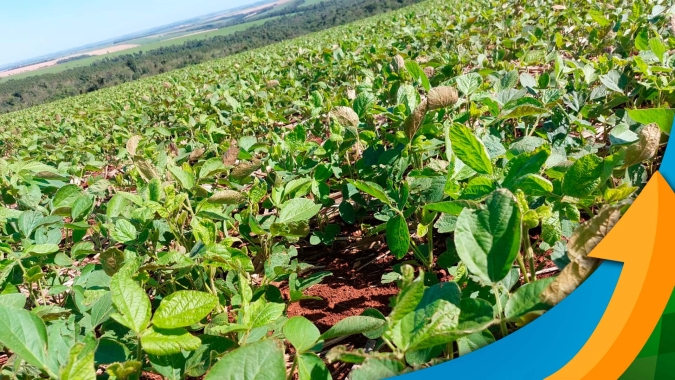 Paraguai supera começo complicado de plantio e espera mais de 10 milhões de ton na soja 22/23