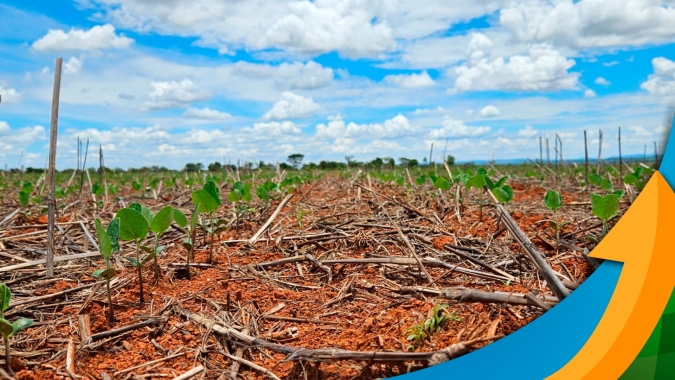 Atraso e falta de chuvas tiraram 30% da produtividade da soja em Paracatu/MG
