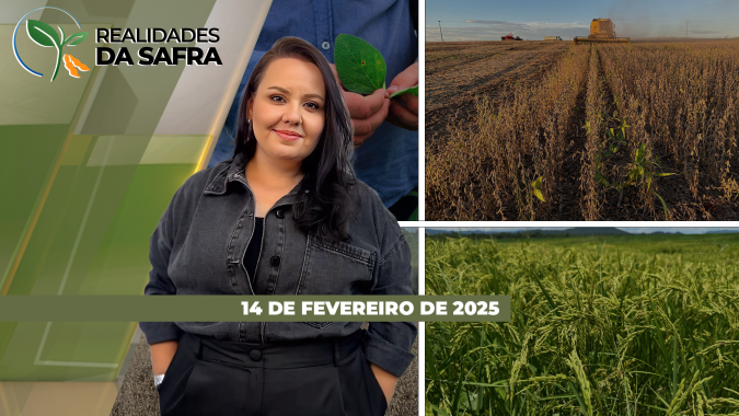 Em MT, excesso de chuvas compromete colheita da soja e plantio da safrinha; na BA, primeiro caso de ferrugem identificado na safra 24/25