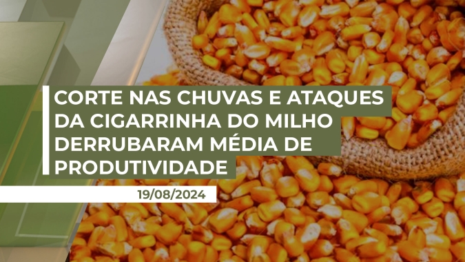 Corte nas chuvas e ataques da cigarrinha do milho derrubaram média de produtividade do milho safrinha em Araguari (MG)