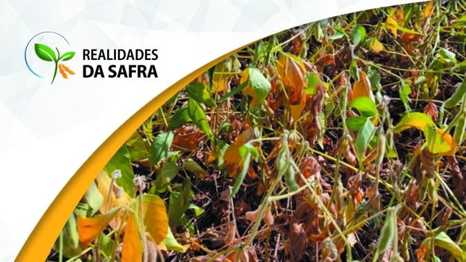 Deral reduz safra de soja do Paraná de 21 para 13 milhões de toneladas e não descarta novos cortes