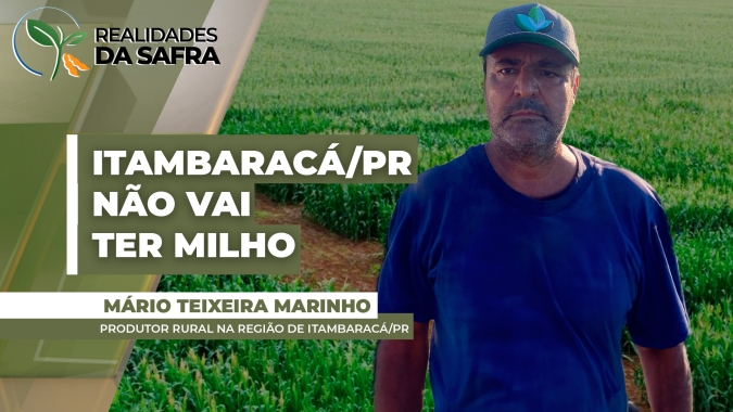 Itambaracá/PR não vai ter colheita de milho nesta segunda safra