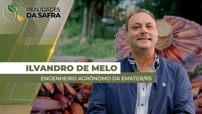 Produção de pinhão no RS deve alcançar 860 toneladas, enquanto preços recuam no início da safra