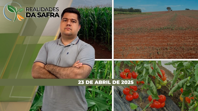 Safrinha de milho promete boa produtividade em Goiás e Amambai/MS, enquanto Santa Catarina colhe mais do que o esperado