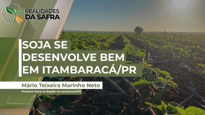 Soja se desenvolve bem em Itambaracá/PR