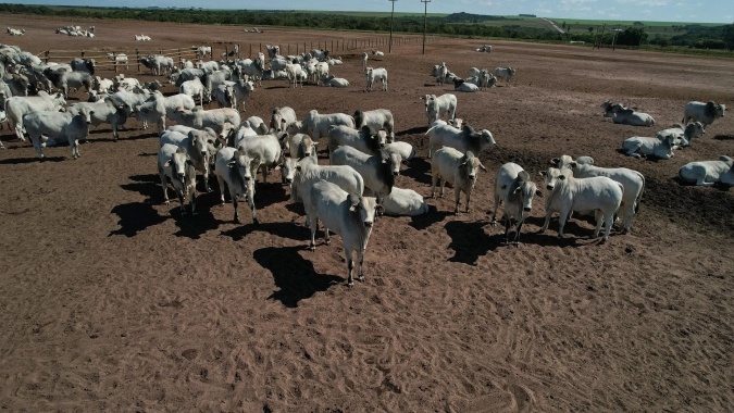 Comissão de Pecuária de Corte da Famato reforça prazo final para atualização de rebanho