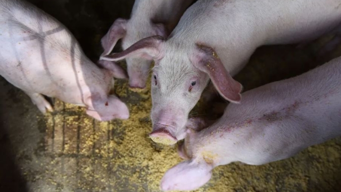 Rebanho suíno no Brasil avança e pode chegar a 53 milhões de cabeças até 2030