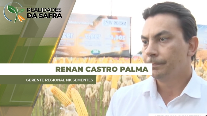 Região de Campo Novo do Parecis/MT adota estratégia de dividir plantio de milho com híbridos diferentes para cada janela de semeadura