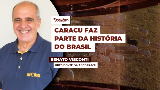 Raça Taurina com tripla aptidão como arrasto, leite e corte, passa por modernização genética