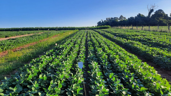 Resíduos da suinocultura viram fertilizante e ajudam a sustentar a produtividade da soja