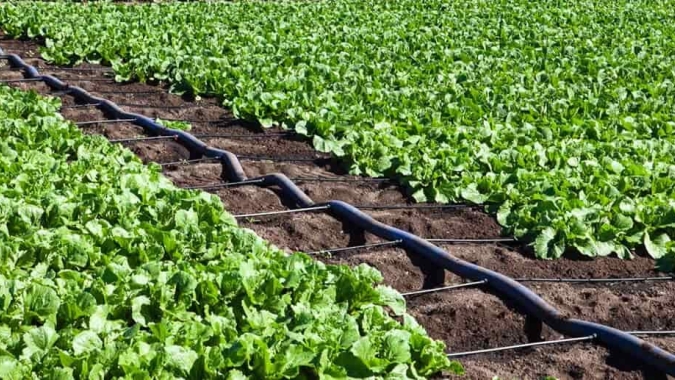 Mercado de Horti aquecido cria ambiente favorável para irrigação