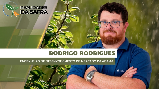 Clima irregular no Rio Grande do Sul contribuiu para o aumento da pressão de percevejos