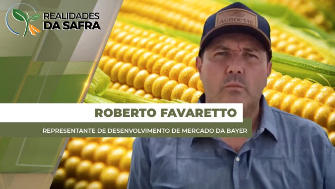 Milho na primeira safra ganha área no Rio Grande do Sul