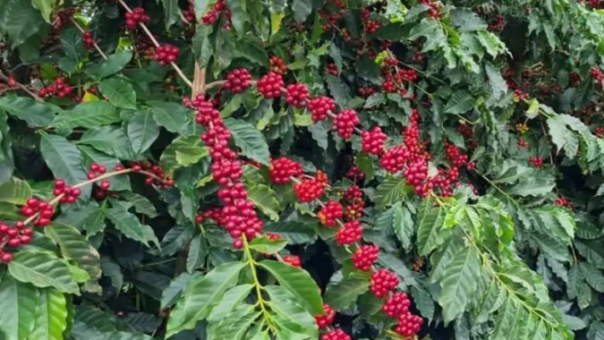 Robusta passa a registrar leves altas em Londres e amplia sequência de ganhos