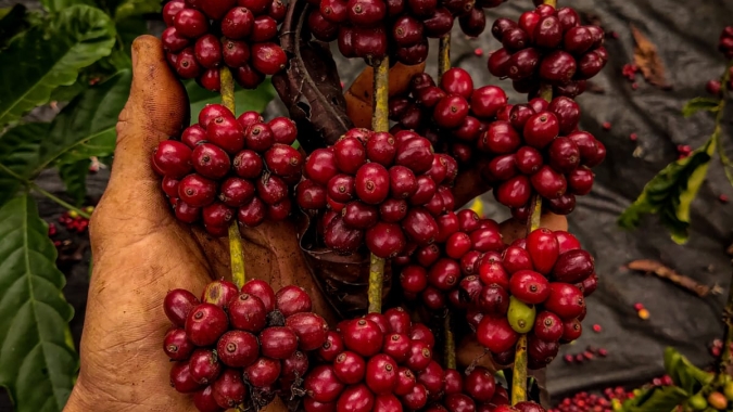 Preços do café robusta devem subir 28% este ano, aponta pesquisa