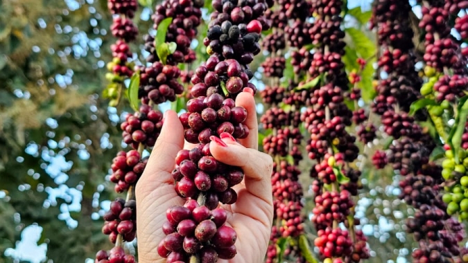 Preços do robusta operaram acima dos do arábica no encerramento de setembro