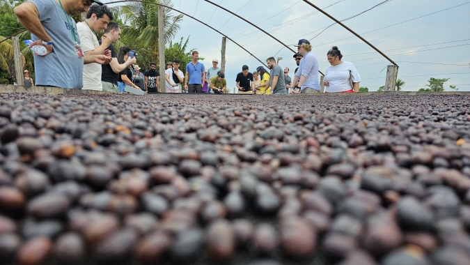 Inédito: Importadores de café visitam o Brasil e investem mais de R$ 4 milhões comprando robustas amazônicos