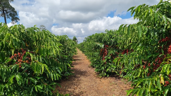 Embrapa indica que apenas 0,57% de região cafeeira amazônica teve desmate desde 2020