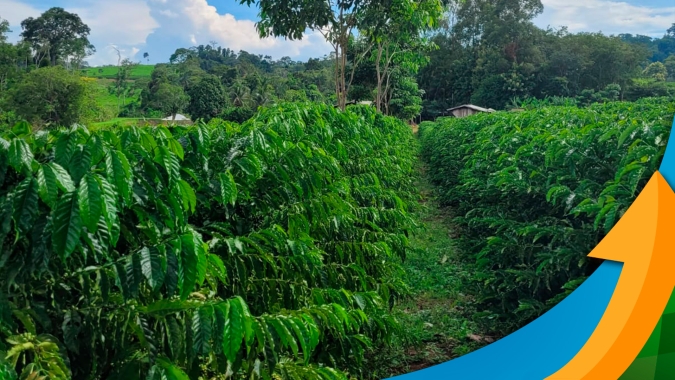 Robustas Amazônicos: Em constante avanço na produção, irregularidade das chuvas em Rondônia pode limitar produtividade em 2024