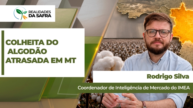 Colheita do algodão segue atrasada e ainda não chega a 1% no Mato Grosso