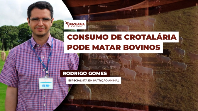 Após relatos de mortes de equinos por ingestão de crotalária, sinal de alerta chega aos bovinos