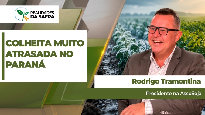 Área de trigo cai até 40% em Santo Ângelo/RS, enquanto lavouras de canola ganham espaço