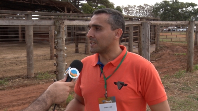 Sequestro de bezerras pode antecipar maturidade sexual com estação de monta no mesmo ano do desmame