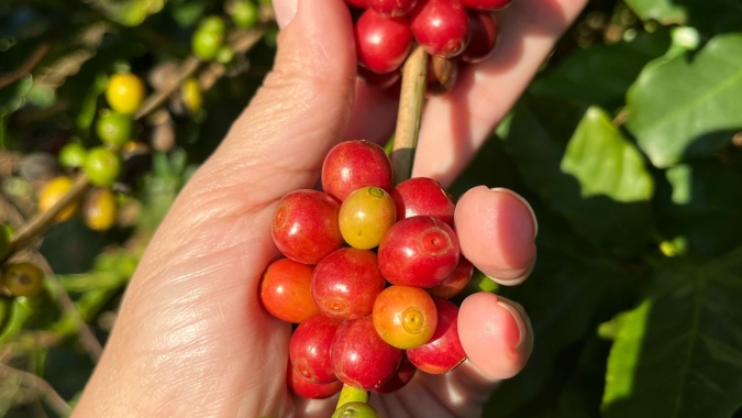Colheita de café no Brasil pressiona futuros, que passam a trabalhar em queda na tarde desta 4ª feira (11)