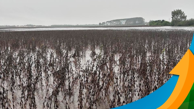 Lavouras de soja e de arroz ficaram debaixo d'água em Tapes/RS