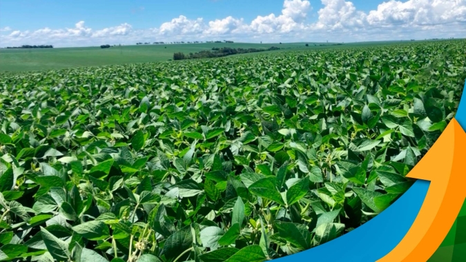 Soja se desenvolve bem e promete alta produtividade em Dr. Camargo/PR