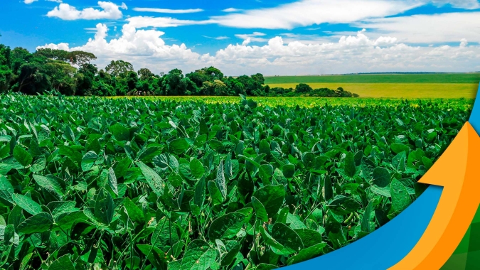 Pará espera alta produtividade na soja, mas gargalo logístico preocupa Aprosoja