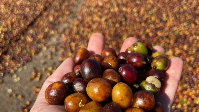 Prêmio Região do Cerrado Mineiro bate novo recorde de inscrições com 547 amostras de café