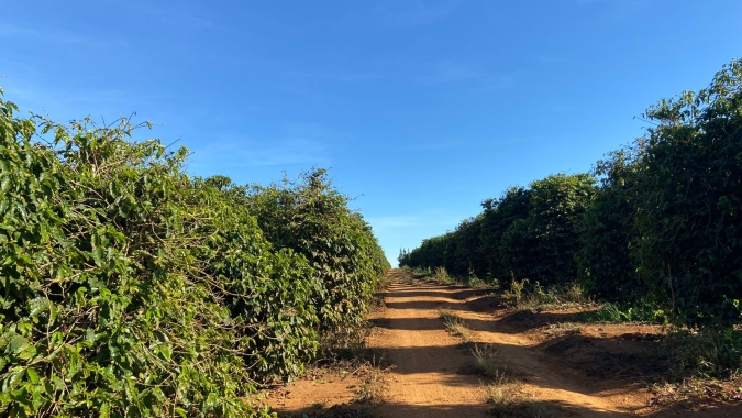 Procafé: Condições das lavouras já preocupam muito e mês de setembro será determinante para a safra 23 de café