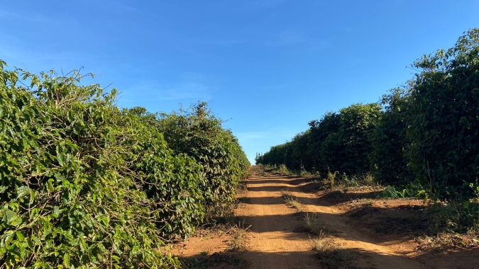 Alerta na safra 23 de café: Procafé afirma que seca em 2022 já é pior que no ano passado
