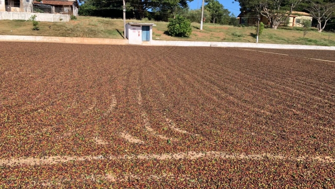Café: Safra 24 traz desafios com peneira mais baixa, mas é o momento do produtor arrumar a casa