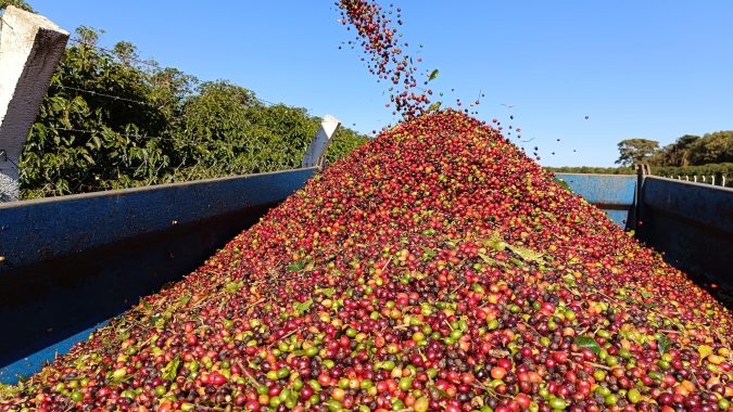 Café fecha em queda nas bolsas com realização de lucros e pressão da safra brasileira