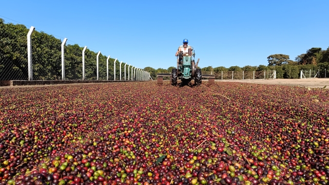 30% colhida: Safra de café é mais rápida em 2024 e vai se consolidando com peneira abaixo da média