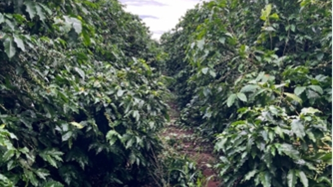 Safra do café conilon pode compensar menor oferta do arábica em 2025