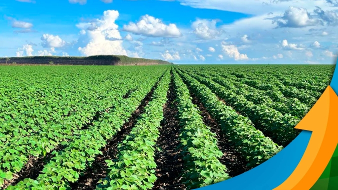 Chuva prejudica plantio do algodão em Minas Gerais e área deve ser menor do que a esperada