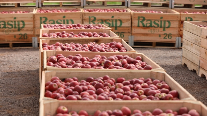 Maçã brasileira inicia nova safra com frutos de alta qualidade e retomada da produção