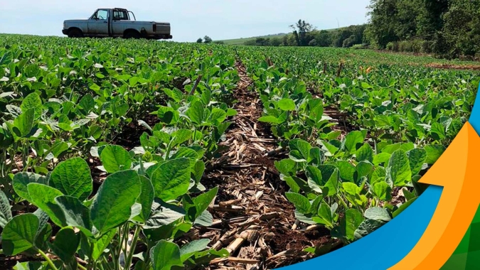 Falta de chuvas no Maranhão faz estado ter apenas 12% de áreas de soja plantadas, quando nesta época, deveria ser 50%, segundo liderança