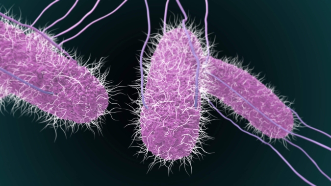 Estudo revela alta resistência da Salmonella em ambientes avícolas