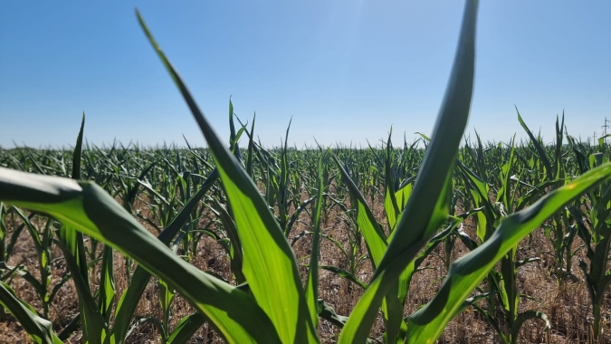 BCBA faz novo corte na safra de milho da Argentina e estima menor safra em 22 anos